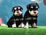 Mükemmel Kali̇tede Mi̇nyatür Schnauzer Yavrular