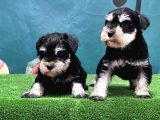 Mükemmel Kali̇tede Mi̇nyatür Schnauzer Yavrular