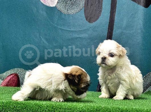 Mükemmel Kali̇tede Shi̇h Tzu Yavrular görsel