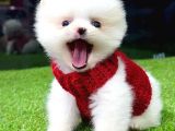 Üst Kalite Pomeranian Boo