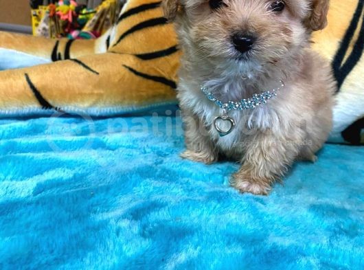Teacup Malti̇poo Sevi̇mli̇li̇k Abi̇desi̇ Bebekler