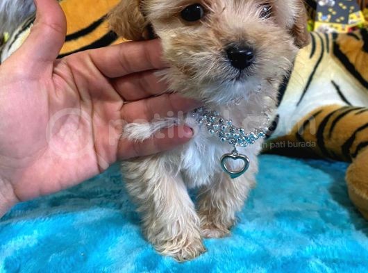 Teacup Malti̇poo Sevi̇mli̇li̇k Abi̇desi̇ Bebekler görsel