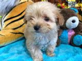 Teacup Malti̇poo Sevi̇mli̇li̇k Abi̇desi̇ Bebekler