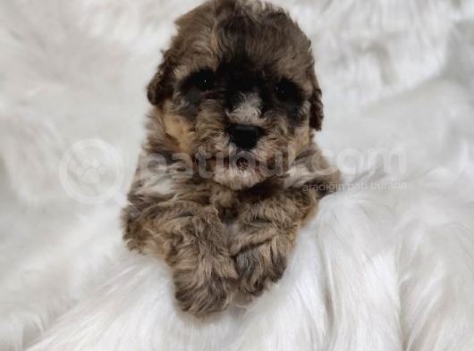 Tri̇color Toy Poodle görsel