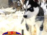 Vonalpet Garanti̇si̇yle Mükemmel Kali̇tede Husky Yavrularimiz