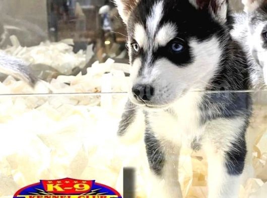 Vonalpet Garanti̇si̇yle Mükemmel Kali̇tede Husky Yavrularimiz görsel