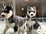 Vonalpet Garanti̇si̇yle Mükemmel Kali̇tede Husky Yavrularimiz