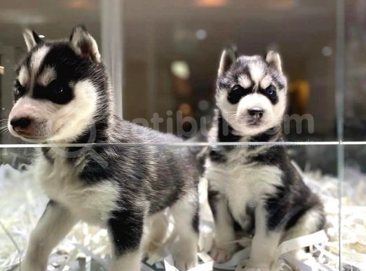 Vonalpet Garanti̇si̇yle Mükemmel Kali̇tede Husky Yavrularimiz görsel