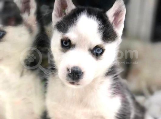 Vonalpet Garanti̇si̇yle Mükemmel Kali̇tede Husky Yavrularimiz