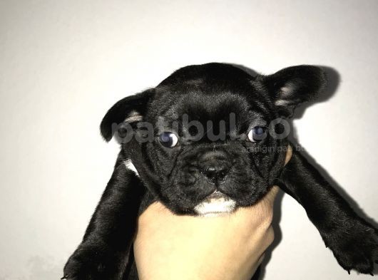 Irk Ve Sağlık Garantili Güzellik Abidesi Black Kızımız