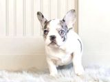 Veteriner Hekim Kontrolünde French Bulldog Yavrular