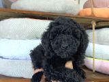 Siyah Poodle Yavrumuz