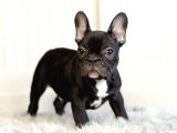 Veteriner Hekim Kontrolünde French Bulldog Yavrular