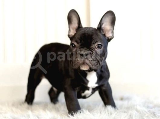 Veteriner Hekim Kontrolünde French Bulldog Yavrular görsel