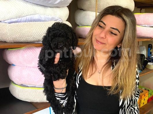 Black Toy Poodle Bebekleri̇mi̇z A Kali̇te görsel