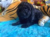 Black Toy Poodle Bebekleri̇mi̇z A Kali̇te