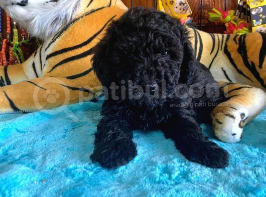 Black Toy Poodle Bebekleri̇mi̇z A Kali̇te görsel