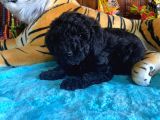 Black Toy Poodle Bebekleri̇mi̇z A Kali̇te
