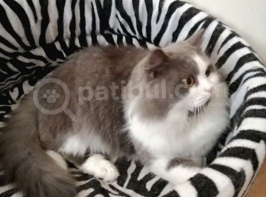 Safkan Bicoulor görsel