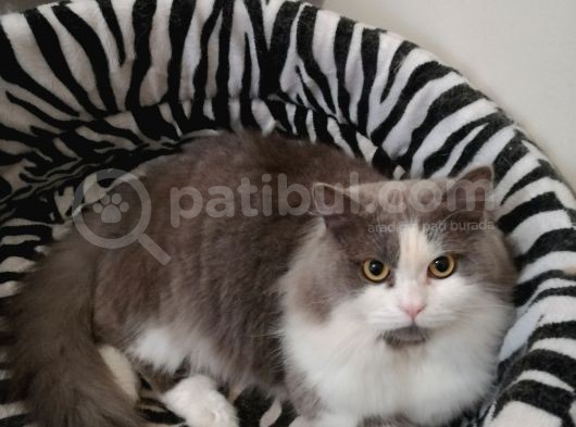 Safkan Bicoulor görsel
