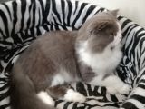 Safkan Bicoulor