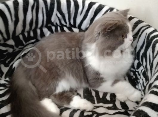 Safkan Bicoulor görsel