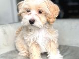 Irk Ve Sağlik Garanti̇li̇ Malti̇poo Yavrulari