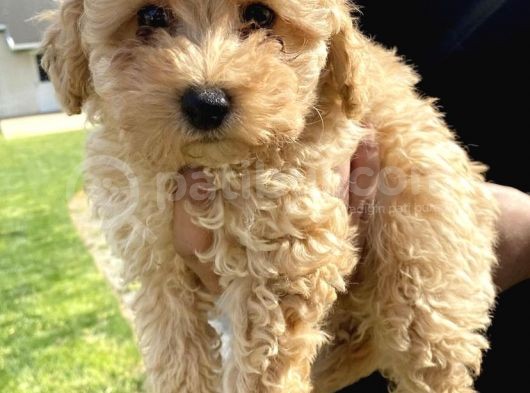 Üreti̇mden Safkan Malti̇poo Bebekleri̇mi̇z
