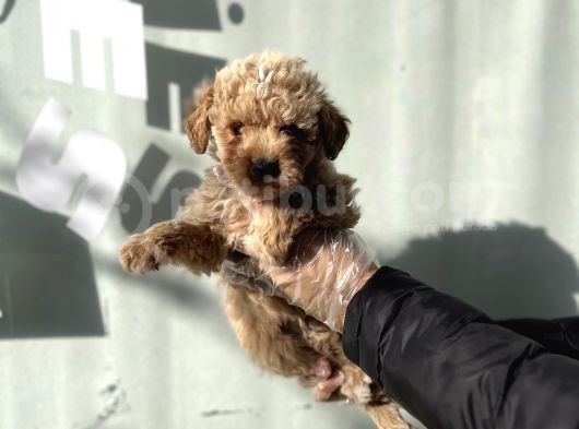 Lüx Di̇zayn Irk  Malti̇poo Yavrulari