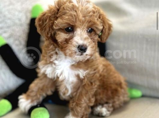 Mutluluk Yaratacak Malti̇poo Yavrulari