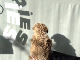 Lüx Di̇zayn Irk  Malti̇poo Yavrulari