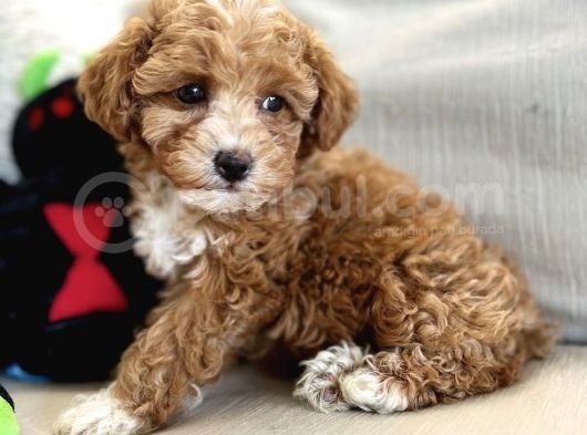 Mutluluk Yaratacak Malti̇poo Yavrulari görsel