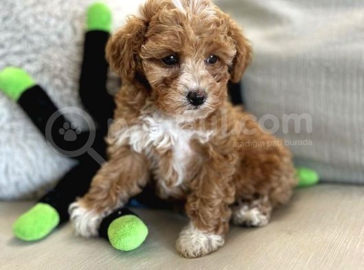 Mutluluk Yaratacak Malti̇poo Yavrulari görsel