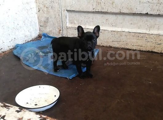 Dişi 3,5 Aylık Siyah French Bulldog