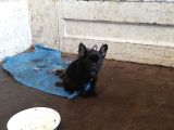 Dişi 3,5 Aylık Siyah French Bulldog
