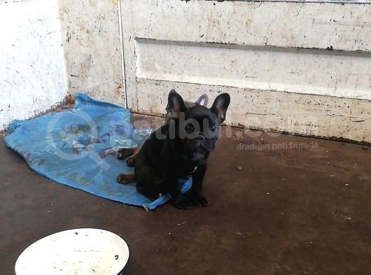 Dişi 3,5 Aylık Siyah French Bulldog görsel