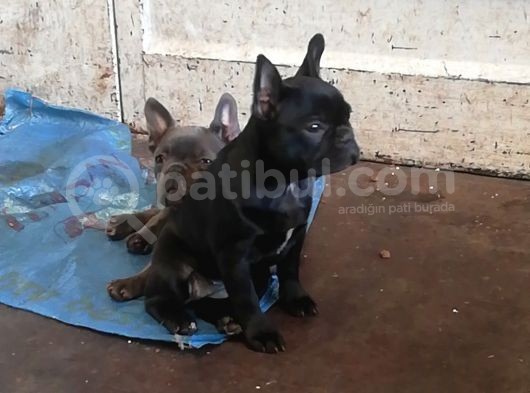 Dişi 3,5 Aylık Siyah French Bulldog görsel