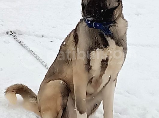 Kangal Yavrusu