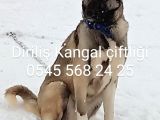 Satılık Kangal