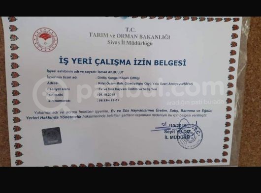 Satılık Kangal görsel