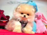 Safkan Pomeranian Boo Yavrularımız