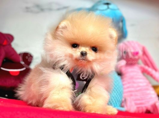 Safkan Pomeranian Boo Yavrularımız görsel