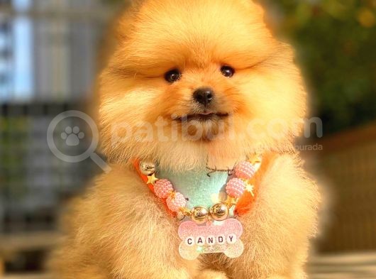 Orange Di̇şi̇ Pomerani̇an Boo görsel