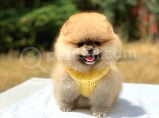 Orange Üst Kali̇te Pomerani̇an Boo
