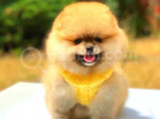 Orange Üst Kali̇te Pomerani̇an Boo görsel