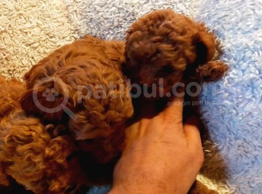 Show Kalite Kore Kanı Mini Poodle Yavrularımız görsel