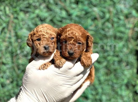 Bebek Surat Toy Poodle 