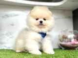 Safkan Pomeranian Boo Yavrularımız