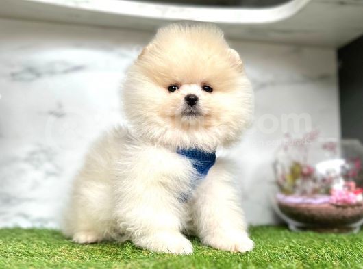 Safkan Pomeranian Boo Yavrularımız görsel