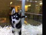 Vonalpet Garanti̇si̇yle Mükemmel Kali̇tede Husky   Yavrularimiz